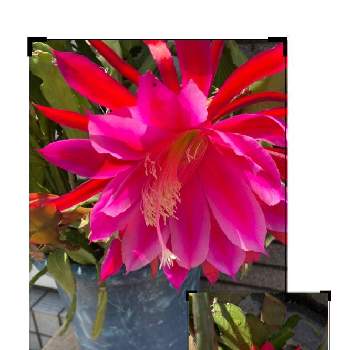 赤とピンクの画像 by manabeさん | お出かけ先とクジャクサボテン  ピンクとクジャクサボテン赤と多肉植物とサボテン科と花友❀と赤とピンクと鉢植えと熱帯植物