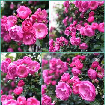 Yukoさんのピンクワールドへようこその画像 by シェリーさん | バラ アンジェラと元気いっぱいと薔薇アンジェラとキラキラ✨とばら バラ 薔薇とピンク！ピンク！ピンク！と薔薇・バラ・ばらとピンクの花とアンジェラ♥️とバラ大好きとピンクのバラ♡とYukoさんのピンクワールドへようこそとアンジェラ♡とピンク大好きと金曜ローズショーとバラ好きとピンクのお花とピンクワールドへ ようこそとアンジェラ♪とアンジェラ  バラ