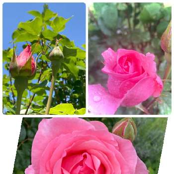 自然の美✴︎の画像 by ニワニハ(^^)♡さん | バラとばら バラ 薔薇とピンク♡と庭には＊♡と小さな花畑にはと色合い♡と自然の癒しと咲いた咲いた~♡と自然の美✴︎