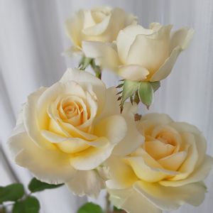 バラ,インフィニティローズ,バラ 鉢植え,バラ好き,バラ・ミニバラの画像