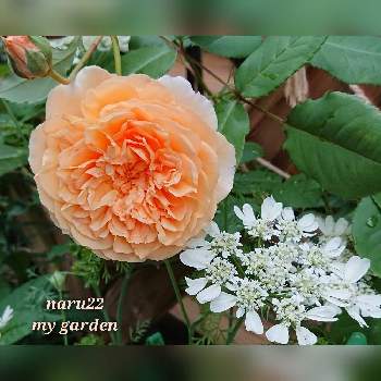 バラ クラウン プリンセス マルガリータの投稿画像一覧 Greensnap グリーンスナップ