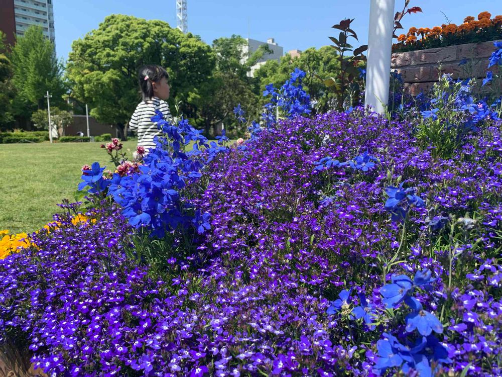 めいたんとママさんの山下公園への投稿