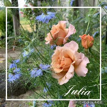つるジュリアの画像 by つゆみさん | つるジュリアとニゲラと家の周りとおうち園芸と薔薇暮らしと癒されてと花いろいろと私の庭と花のある暮らしと零れ種と地植えとばらに魅せられて