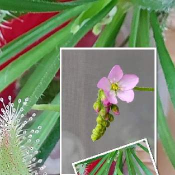 可愛い小さい花の画像 by ミッチーさん | モウセンゴケ カペンシスと咲きましたと可愛い小さい花と食虫植物　モウセンゴケとミッチの会と食虫植物