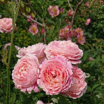バラ・クロードモネの画像 by ＹＵＭＩＫＯさん | 小さな庭と私の癒し♡とバラ・クロードモネと薔薇愛同盟と花が好き❤とわれら17年組とおうち園芸とお花に癒されてと植中毒と花のある暮らしとYUMIKO薔薇2022と大好き♡︎ʾʾとかわいいな♡といい色♡