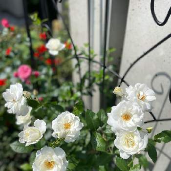 白い薔薇♡の画像 by みんみんさん | 玄関と白い薔薇♡と薔薇♡とばら バラ 薔薇とアイアンとアイスバーグ！と白い薔薇ボレロとアイスバーグ♡と薔薇♪
