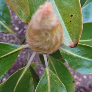 タイサンボク,金曜日の蕾たち,東北人花の会,チーム魔女っ子,金曜日の蕾たちに投稿の画像