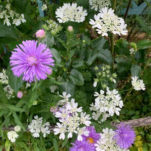 花壇,庭の花,庭の宿根草,植中毒,植栽の画像