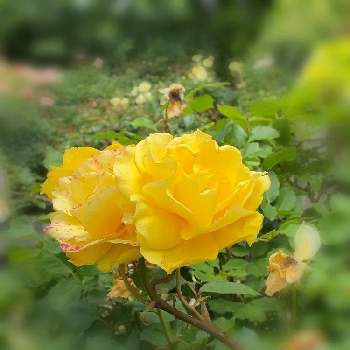 微香の画像 by keychanさん | Hybrid Teaと八千代市と千葉県と京成バラ園と微香と薔薇♪と四季咲き♪
