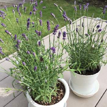 とちぎ花センターの投稿画像一覧 Greensnap グリーンスナップ