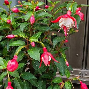 フクシアの投稿画像一覧 Greensnap グリーンスナップ