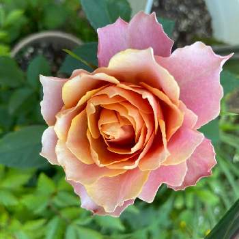 バラの季節の画像 by ちょこさん | アウグスタ　ルイーゼと渋い色味とアンティークカラーと庭の植物とバラの季節と鉢植えとオレンジ色と花のある暮らしとバラ アウグスタ  ルイーゼとバラ・ミニバラとサーモンピンク