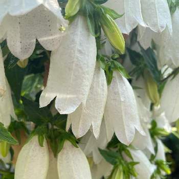 ホタルブクロ白花の画像 by mocoさん | 広い庭とホタルブクロ白花
