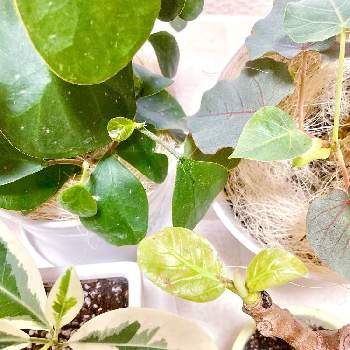 フィカス・トリコポタの画像 by ゆうかさん | 部屋とフィカス・トリコポタとフィカス ペティオラリスとフィカス・マルシャ　バリエガータとフィカス アフリカンプリンスとフィカス デルトイデアとフィカス♡とレア植物とフィカス愛好会とフィカス系とフィカス属と観葉植物のある暮らしと斑入り。とゴムの木❇︎と新芽とフィカス大好き
