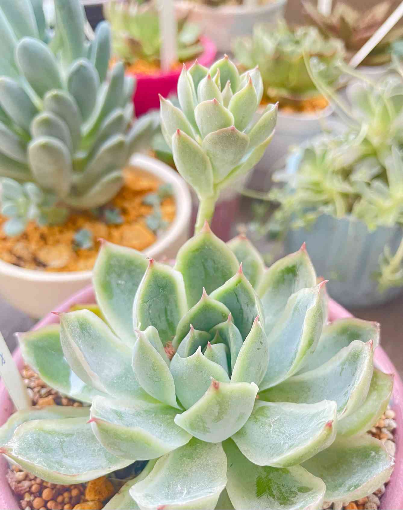 ハオルヤの一覧｜🍀GreenSnap（グリーンスナップ）