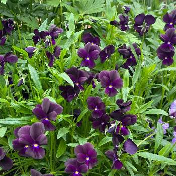 宿根ビオラの投稿画像一覧 Greensnap グリーンスナップ