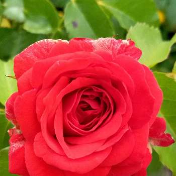 通りすがりのお花の画像 by 松ちゃんさん | お出かけ先とスマホ写真とスマホで撮影と通りすがりの花と通りすがりのお花と赤い薔薇♡とスマホ撮りと赤い薔薇の花