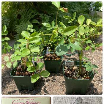 薔薇 ルイーズ オディエの投稿画像一覧 Greensnap グリーンスナップ