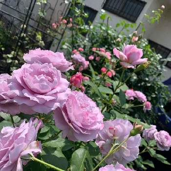 お庭遊びの画像 by ちょろみさん | 小さな庭とノヴァーリスとばら バラ 薔薇と毎日ローズショーとお庭遊びとバラのある暮らしとバラ好きとガーデニングとバラが好きとバラを楽しむと薔薇 ノヴァーリス