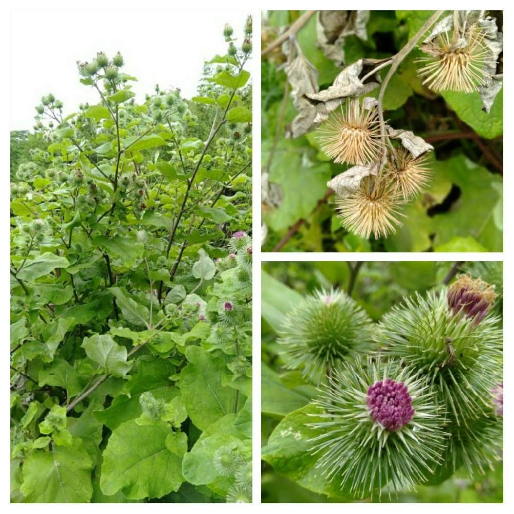 ゴボウの花 の投稿画像 By Naさん ゴボウ 22月6月3日 Greensnap グリーンスナップ Greensnap グリーンスナップ