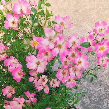 丸くて可愛いの画像 by スイトピー好きさん | 小さな庭とミニバラとミニつるバラ  安曇野と沢山のお花と春のお花と癒される♡とピンクの花と丸くて可愛いと優しい色と花びらが可愛い