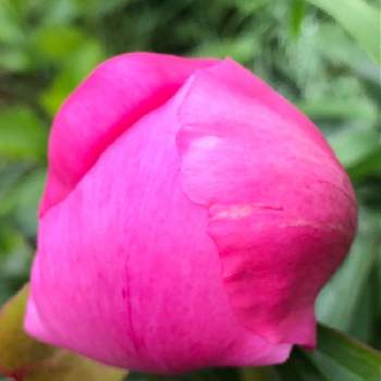 シャクヤク( 芍薬 )の画像 by 花土葉さん | 小さな庭と金曜日の蕾たちとピンクの花と芍薬♡とお疲れ様でしたとシャクヤク( 芍薬 )
