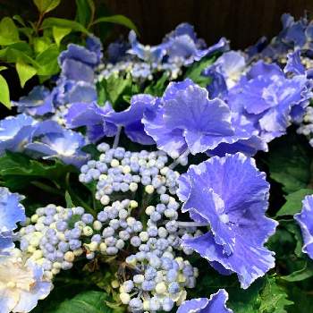 水色のお花の画像 by EMIさん | お出かけ先と玄関先の花と青い花と紫陽花 アジサイ あじさいと美しいと水色のお花と花のある暮らしと横浜イングリッシュガーデンとあじさいフォトコンテスト2022