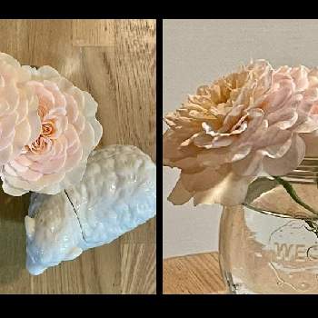 イングリッシュローズの画像 by emiさん | イングリッシュローズとER エミリーブロンテと香りが良いバラと香りのバラ