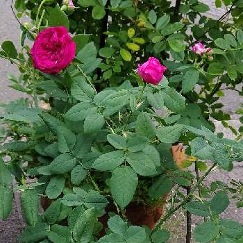 良い香りの花の画像 by ここさん | 車庫と鉢植えと良い香りの花とおうち園芸と薔薇、我家