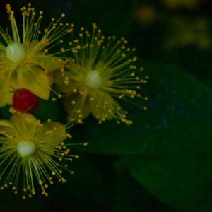 花壇,庭の花,植中毒,植栽,花は癒やし♡の画像