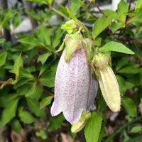 ホタルブクロ,ヤマホタルブクロ,花のある暮らし,平和を願う☆,植物がある暮らしの画像