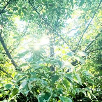 陽の光りを浴びての画像 by 心ほっと。。。さん | お出かけ先とグリーン！グリーン！グリーン！と木のある風景と陽の光りを浴びてとネグンドカエデフラミンゴ。とネグンドカエデ⭐︎
