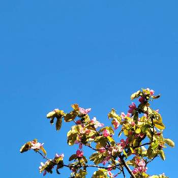 花梨の画像 by Kumaさん | カリンと花梨とカリンの花