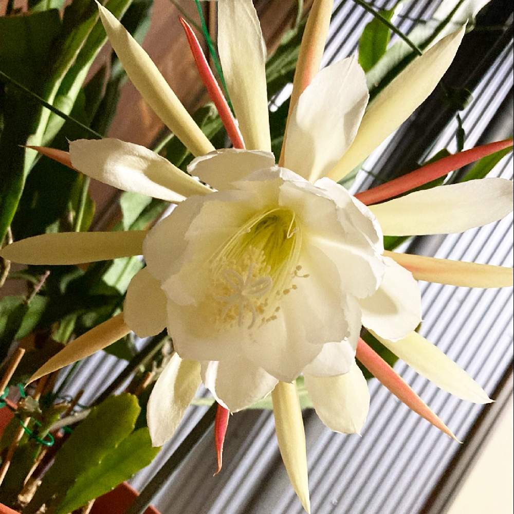 初めて月下美人さんだと思ってたクジャクサボテンが咲いたよ ˊᗜˋ Greensnap グリーンスナップ