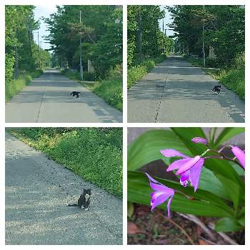 通りすがりの画像 by sanziさん | 小さな庭と野良猫  ♪とシラン（紫蘭）と通りすがりと動物も大切に