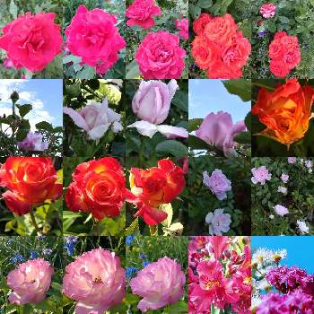 うちの庭からの画像 by 夢遊歩人ꕤTOTOROGAOꕤさん | 広い庭とミニばらとバラ、薔薇、ばらと今日の庭の　薔薇とムシトリナデシコとアルストロメリアと金曜ローズSHOW!と金曜日の蕾たちと植物のある暮らしとyu ＆ゆうクラブと#お家園芸と薔薇好きとガーデニング大好きと今日の庭からと雲仲間とＧＳだヨ！全員集合とうちの庭からと金曜ローズショーとスマホ写真と武器よ　さらばꕤと＃花友と花が好きです♡♡♡と＃花が好きと花が好きとI love the Earth.と仲良しリレー( 〃▽〃)