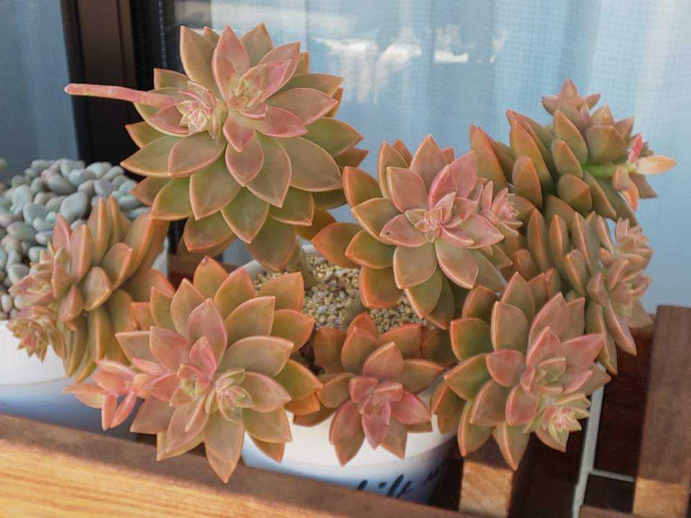 ❀054 カリフォルニアサンセットの生長記録 Vol.2 2022.06.02更新