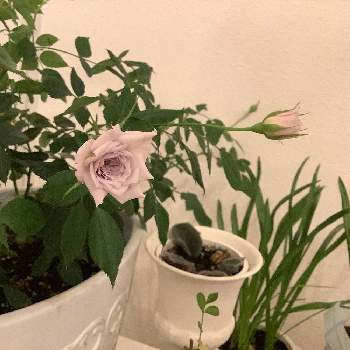 植物用LEDの画像 by souyaさん | 部屋とミニ薔薇　ウィンターマジックと植物用LEDとウィンターマジックとバラ・ミニ薔薇