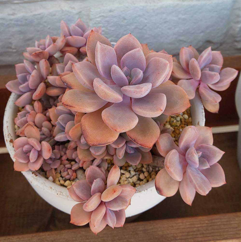 101 デビーの生長記録 Vol.2 2022.06.02更新｜🍀GreenSnap（グリーン