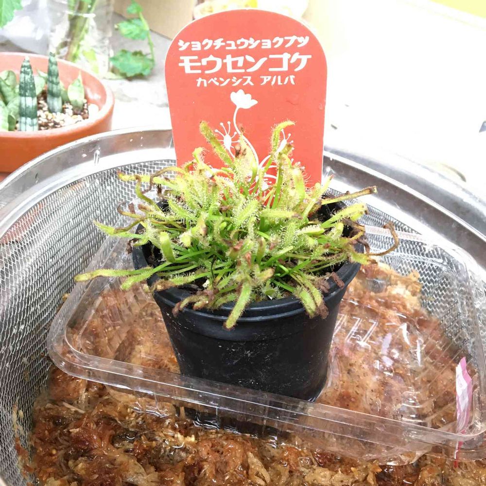 モウセンゴケ カペンシス アルバを育てる！（二代目）｜?GreenSnap 