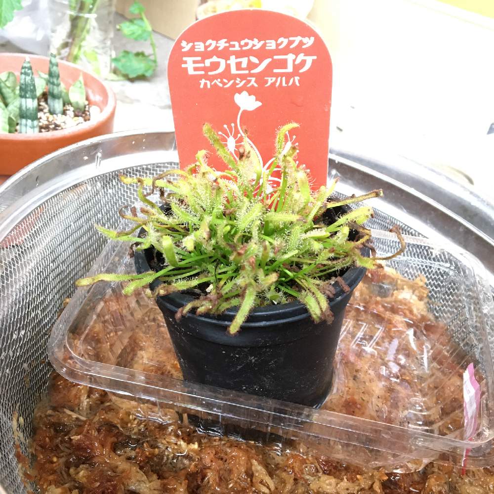 モウセンゴケ カペンシス アルバを育てる 二代目 Greensnap グリーンスナップ