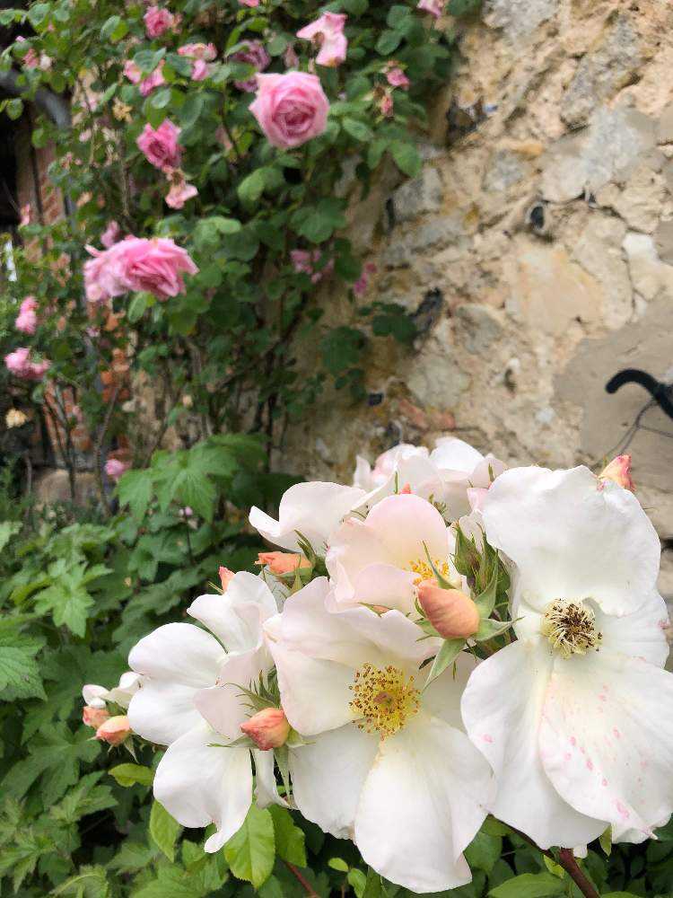 薔薇のジェルブロワ｜🍀GreenSnap（グリーンスナップ）