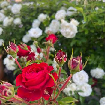 小輪の画像 by hanさん | 小さな庭と薔薇　トゥルーブルーム　レッドキャプテンとバラと小輪とばら バラ 薔薇