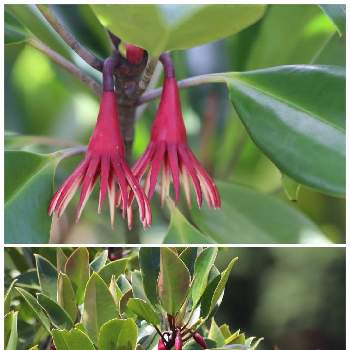 自生する植物の画像 by ピーモモさん | お出かけ先とオヒルギとオヒルギの花と花のある暮らしと沖縄と自生する植物と熱帯植物