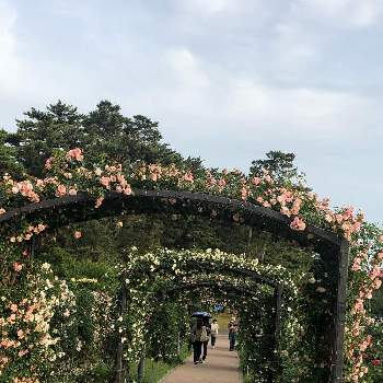 バラの花♡の画像 by ハナハナさん | お出かけ先とバラの花♡と前橋敷島公園ばら園