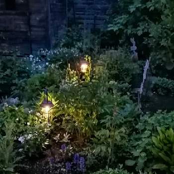 夜の庭の画像 by monkichi君さん | 小さな庭と夜の庭と早朝と穏やかな朝と1日のはじまりに…
