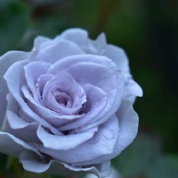 バラの家の画像 by fuuhakuさん | 小さな庭とばら バラ 薔薇と庭の花とバラの家とGS映えと植中毒とブルーグラビティとロサオリの薔薇と新潟とバラ・ミニバラと花は癒やし♡と植栽