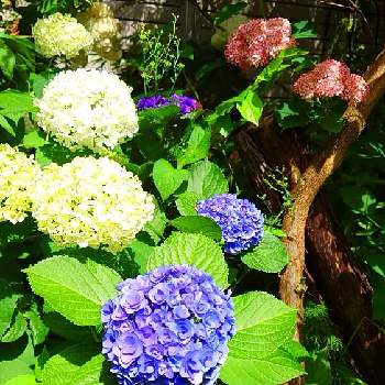 カシワバアジサイ・ハーモニーの画像 by botanicallifeさん | 小さな庭とカシワバアジサイ・ハーモニーとピンクアナベル２とアナベルと紫陽花 アジサイ あじさい