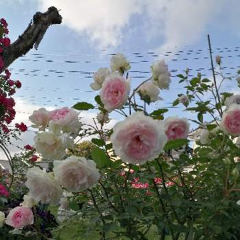 バラ シャリマーの画像 by あずさん | 広い庭とバラ シャリマー