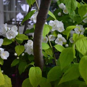 花壇,庭の花,植中毒,植栽,花は癒やし♡の画像